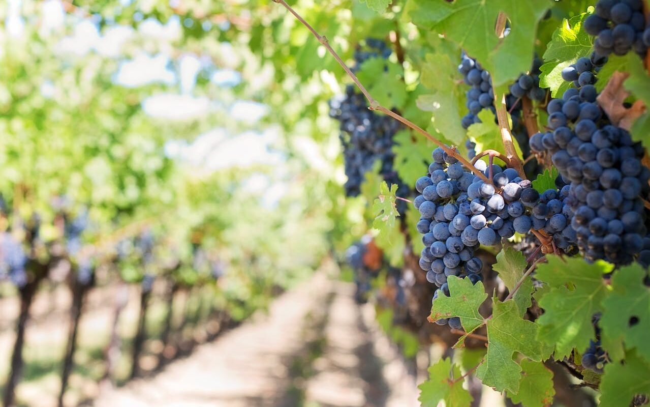 image source Photo by Jill Wellington: https://www.pexels.com/photo/grapes-on-vineyard-during-daytime-39351/